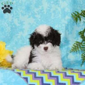 Candy, Toy Poodle Puppy